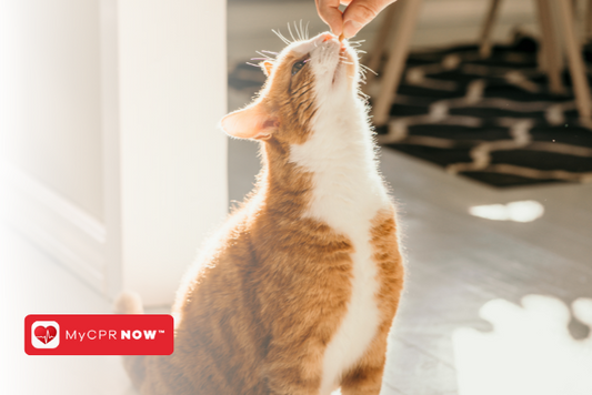 First Aid for Cats: What to Do If Your Cat Gets Poisoned