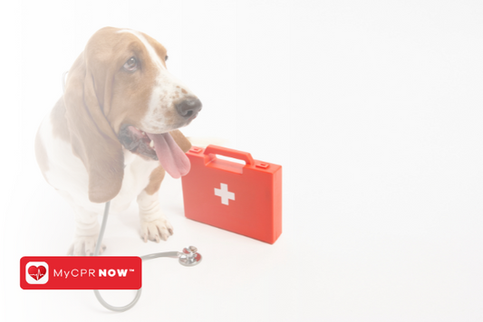 First Aid for Dogs: Safely Managing Your Canine's Anxiety