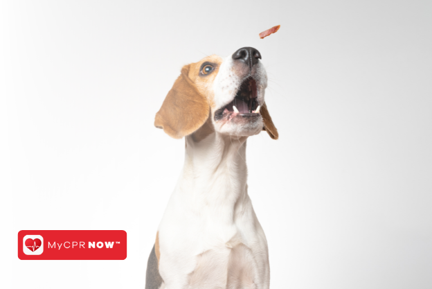 First Aid for Dogs: Understanding and Treating Orthopedic Issues