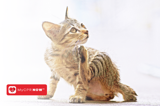 First Aid for Cats: How to Handle Cat Bites and Scratches