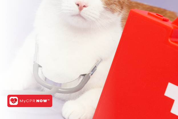 First Aid for Cats: Managing Feline Arthritis