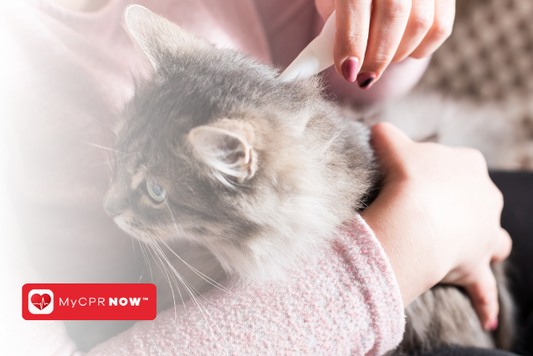 Tips for Administering Medication to Your Pet