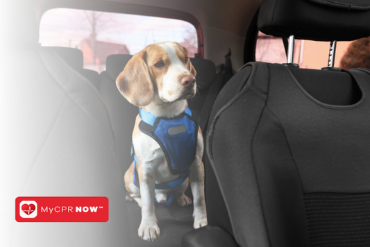 How to Safely Transport an Injured Pet