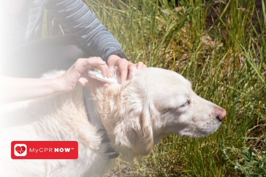 Preventing and Treating Flea and Tick Bites: A First Aid Guide