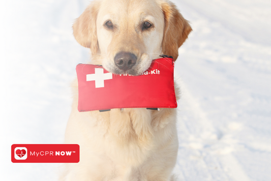 Burn First Aid for Pets: Do's and Don'ts