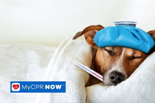 A dog under a blanket with a cold water bottle on his head and a thermometer in its mouth. 