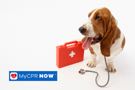 A dog with a red first aid kit and stethoscope around them on a white background. 