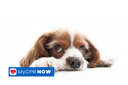 A dog laying on a white surface with a white background. 