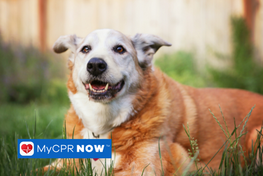 An older dog with brown and white fur laying in the grass outside. 