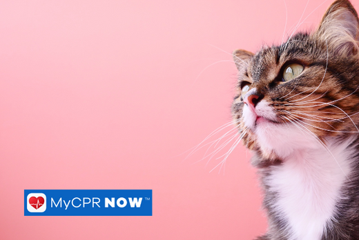 Home treatment for cat eye injuries. 