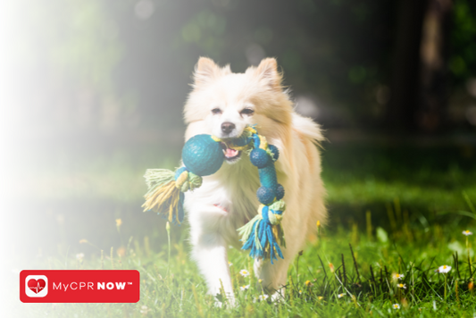 First Aid for Dogs: Identifying and Treating Skin Allergies