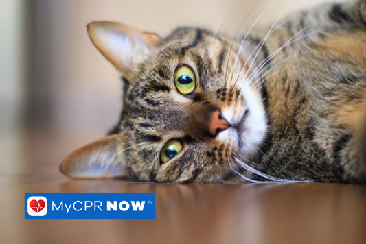 A cat laying down on its side. 