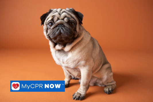 A dog sitting against an orange background.