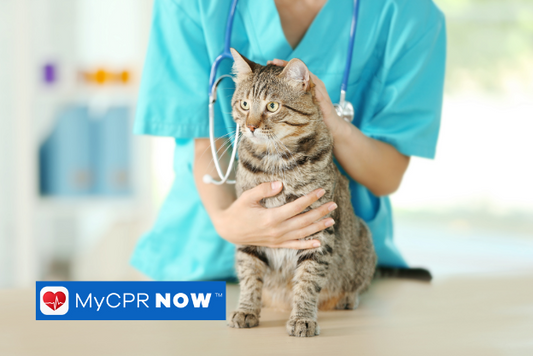 Identifying the signs of a choking cat and how to respond