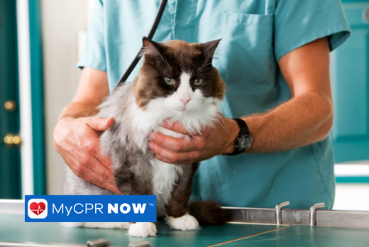 What causes heart attacks in cats?