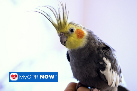 A hand with a parakeet sitting on it with a bright background.  