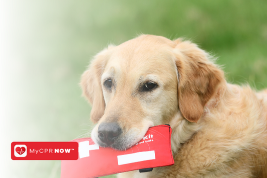 Dog First Aid: Dealing with Common Household Toxins