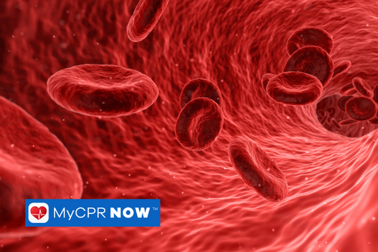 Red blood cells in a vein. 