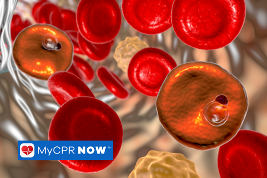 An animated image of red blood cells in the blood stream. 