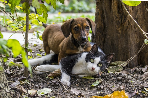 Dog and Cat CPR Certification