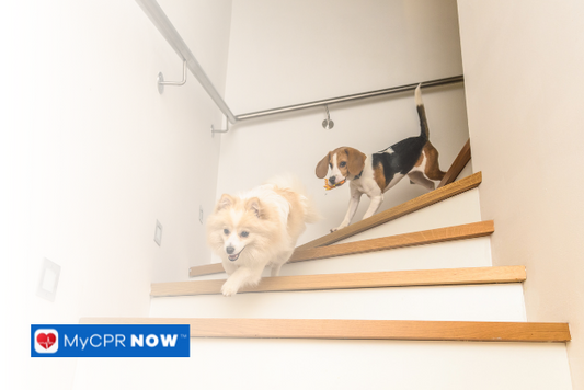 Canine Cardio Workouts at Home