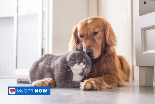 5 Reasons to Know First Aid for Dogs & Cats