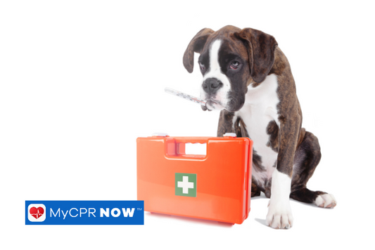 Basic First Aid for Pet Owners
