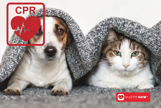 Saving Furry Lives: The Critical Role of Pet CPR and First Aid in Emergency Situations