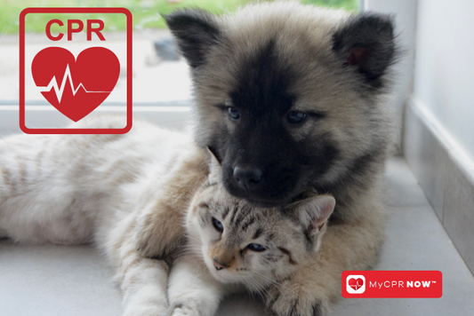 Empowering Pet Lovers: Everything You Need to Know About Pet CPR and First Aid Certification