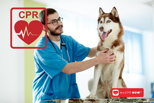 A Lifesaving Skillset for Pet Care Professionals: The Essential Role of CPR and First Aid Certification with MyCPR Now