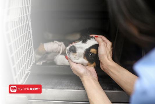 Pet CPR: A Must-Know for Every Pet Owner