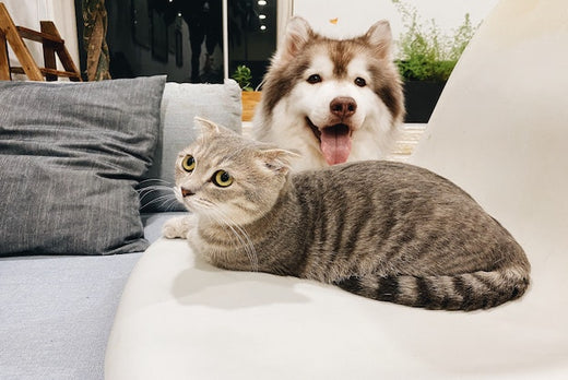 A cat laying down inside with a dog behind it. 