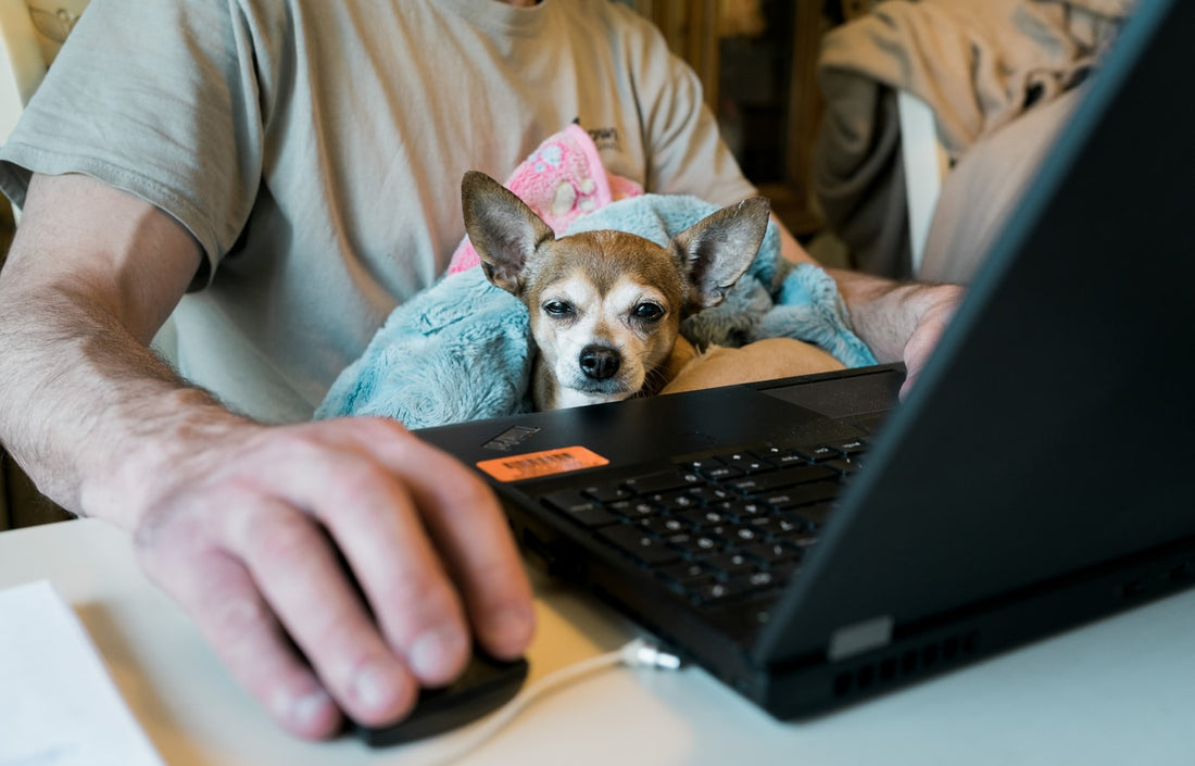 Someone working at their black laptop with a dog on their lap. 