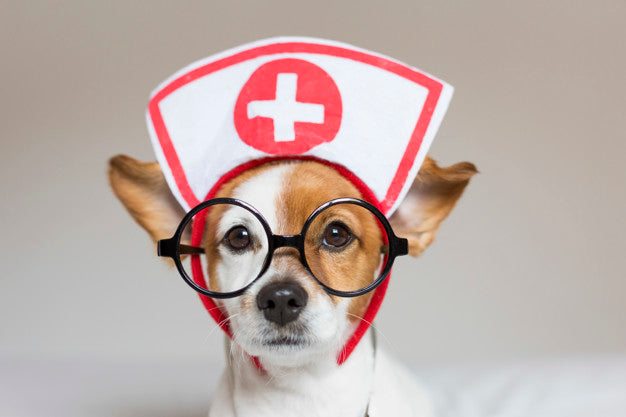  FIRST AID FOR DOGS AND CATS CERTIFICATION