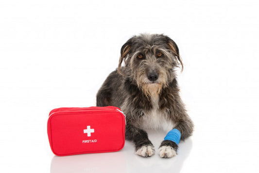 FIRST AID FOR DOGS AND CATS CERTIFICATION