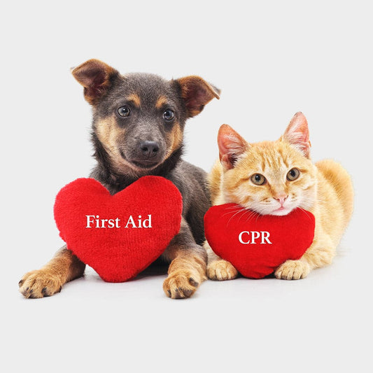 First Aid for Dogs and Cats Certification Online